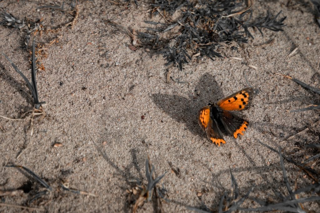 a small orange and black butterfly on the ground